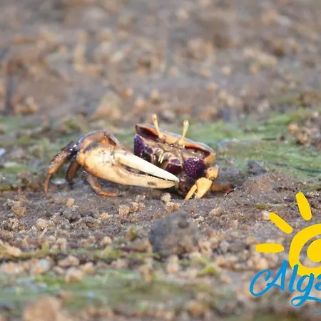 Casa Adelina By Algartur בית נופש